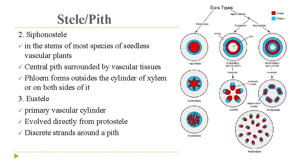Stele/Pith 2. Siphonostele ü in the stems of most species of seedless vascular plants