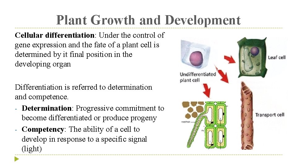 Plant Growth and Development Cellular differentiation: Under the control of gene expression and the