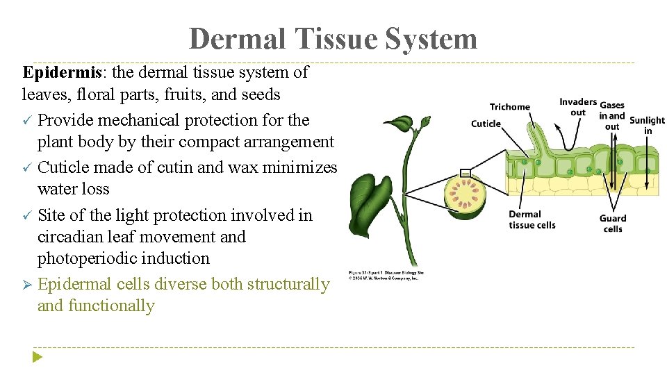 Dermal Tissue System Epidermis: the dermal tissue system of leaves, floral parts, fruits, and