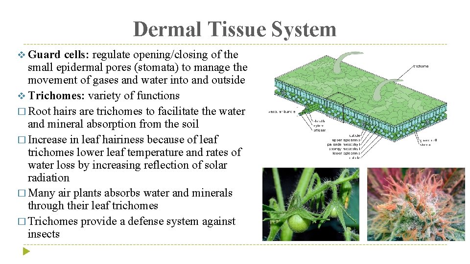 Dermal Tissue System v Guard cells: regulate opening/closing of the small epidermal pores (stomata)