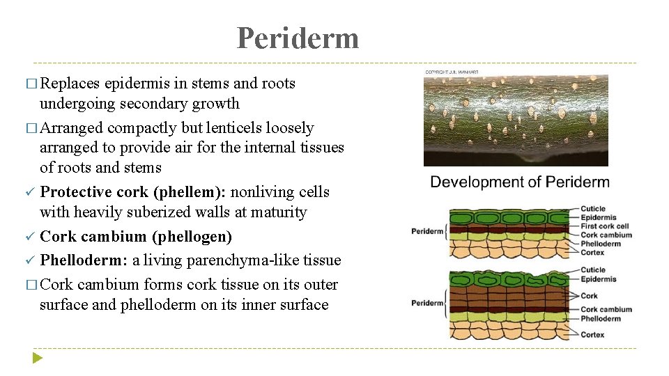 Periderm � Replaces epidermis in stems and roots undergoing secondary growth � Arranged compactly