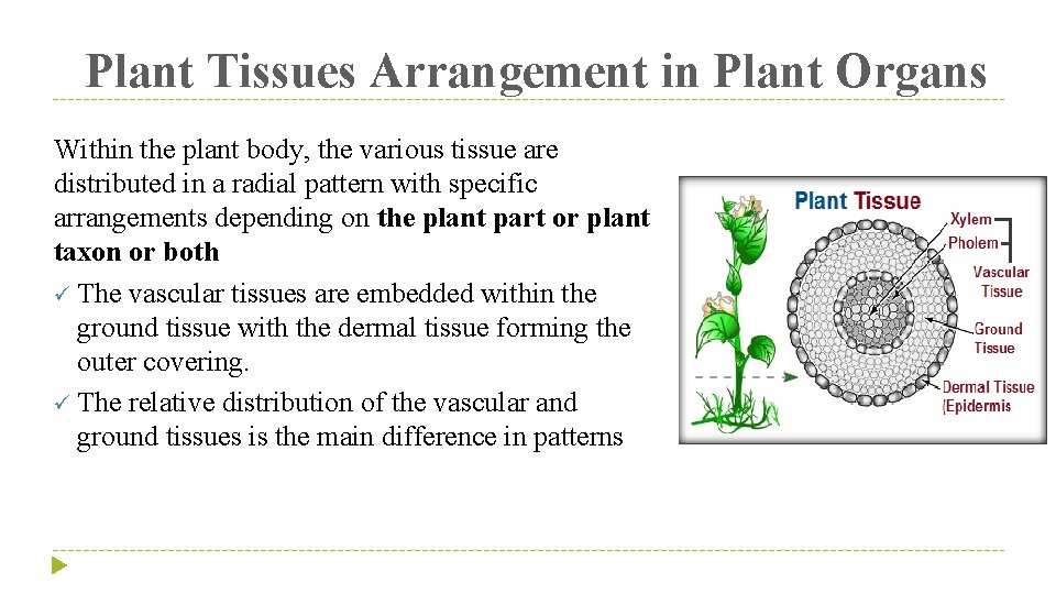Plant Tissues Arrangement in Plant Organs Within the plant body, the various tissue are