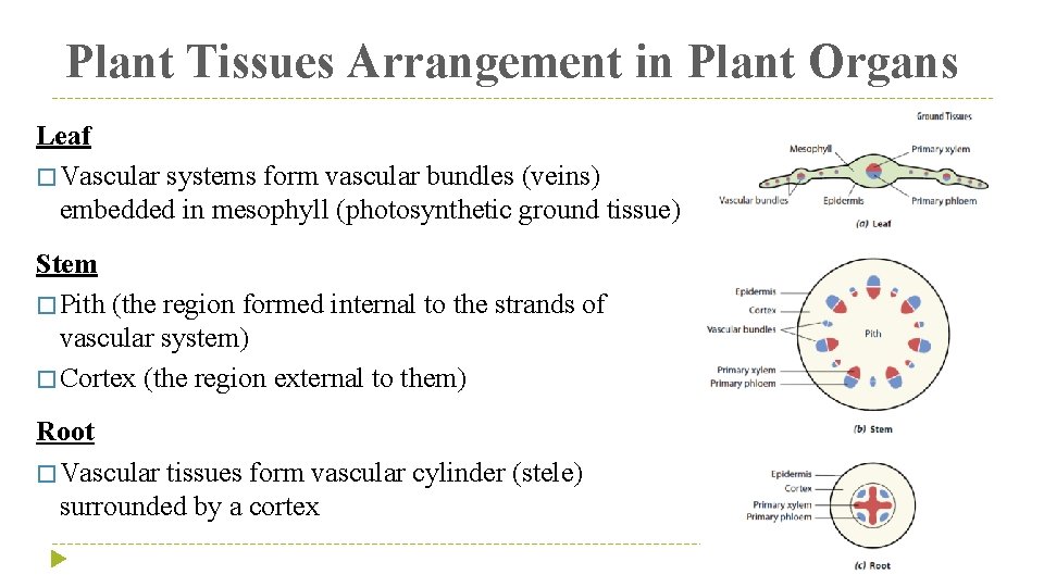 Plant Tissues Arrangement in Plant Organs Leaf � Vascular systems form vascular bundles (veins)