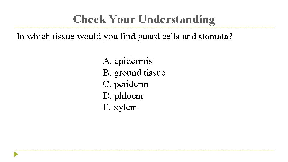 Check Your Understanding In which tissue would you find guard cells and stomata? A.