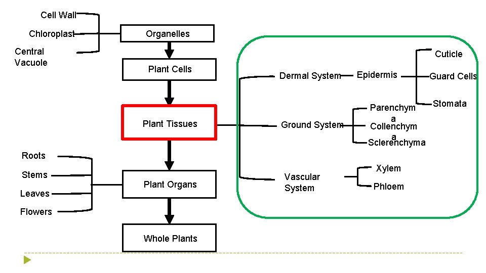 Cell Wall Chloroplast Central Vacuole Organelles Cuticle Plant Cells Plant Tissues Dermal System Ground