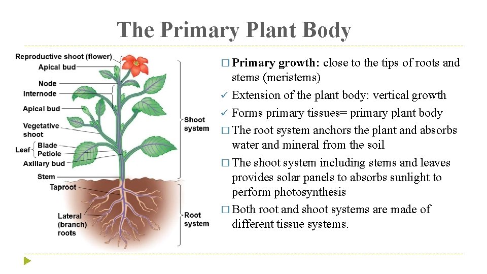 The Primary Plant Body � Primary growth: close to the tips of roots and