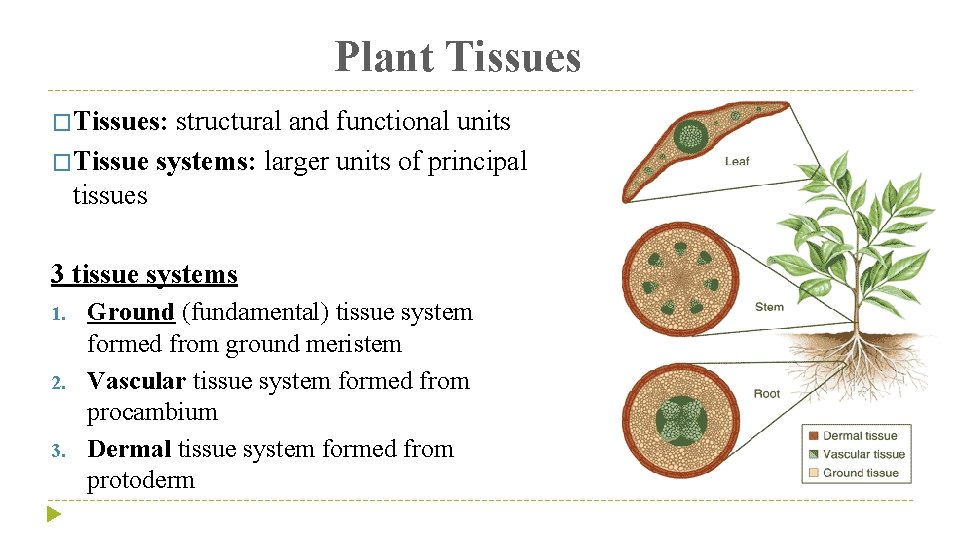 Plant Tissues �Tissues: structural and functional units �Tissue systems: larger units of principal tissues
