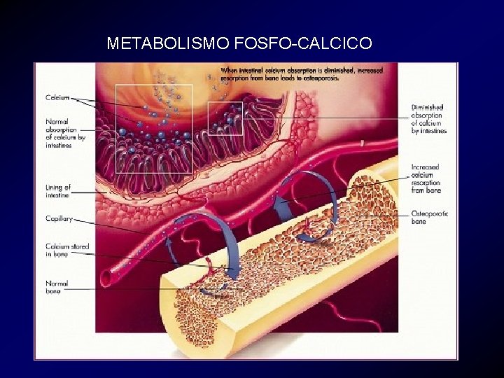 METABOLISMO FOSFO-CALCICO 