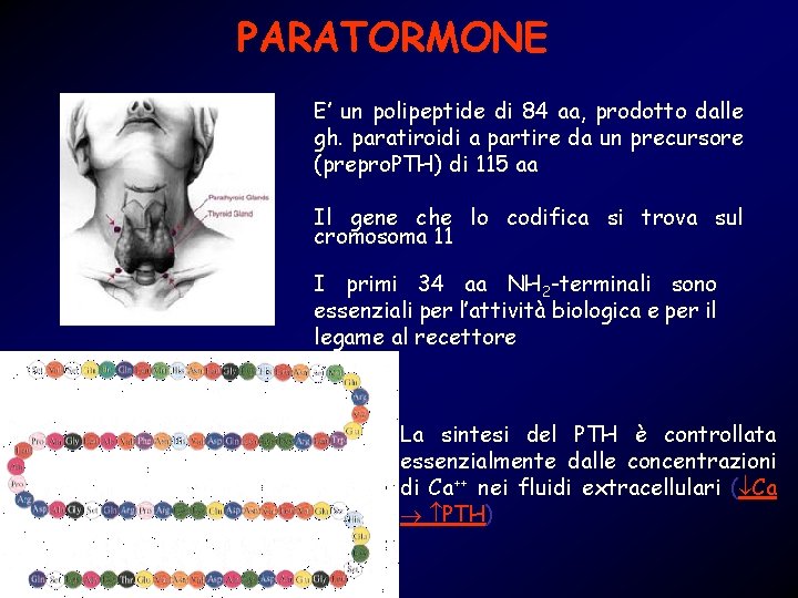 PARATORMONE E’ un polipeptide di 84 aa, prodotto dalle gh. paratiroidi a partire da