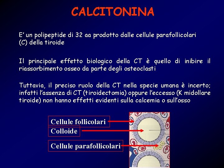 CALCITONINA E’ un polipeptide di 32 aa prodotto dalle cellule parafollicolari (C) della tiroide