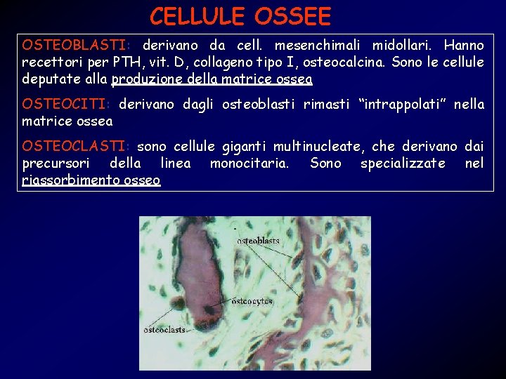 CELLULE OSSEE OSTEOBLASTI: derivano da cell. mesenchimali midollari. Hanno recettori per PTH, vit. D,