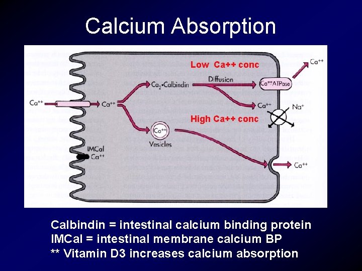 Calcium Absorption Low Ca++ conc High Ca++ conc Calbindin = intestinal calcium binding protein