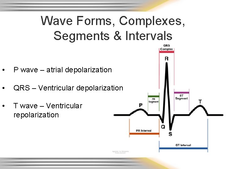 Wave Forms, Complexes, Segments & Intervals • P wave – atrial depolarization • QRS