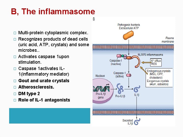 B, The inflammasome � � � � Multi-protein cytoplasmic complex. Recognizes products of dead