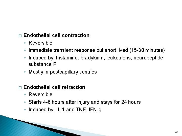 � Endothelial cell contraction ◦ Reversible ◦ Immediate transient response but short lived (15