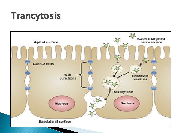 Trancytosis 