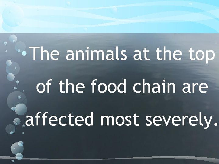  • The animals at the top of the food chain are affected most