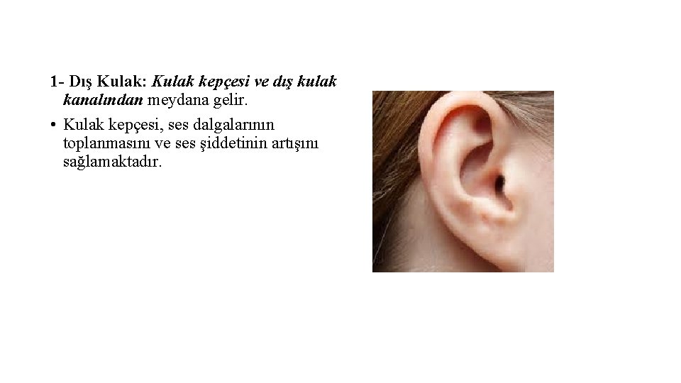 1 - Dış Kulak: Kulak kepçesi ve dış kulak kanalından meydana gelir. • Kulak