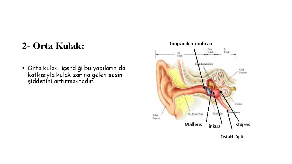 2 - Orta Kulak: Timpanik membran • Orta kulak, içerdiği bu yapıların da katkısıyla