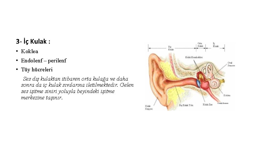 3 - İç Kulak : • Koklea • Endolenf – perilenf • Tüy hücreleri