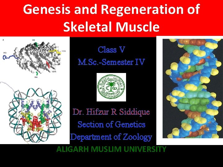 Genesis and Regeneration of Skeletal Muscle Class V M. Sc. -Semester IV Dr. Hifzur