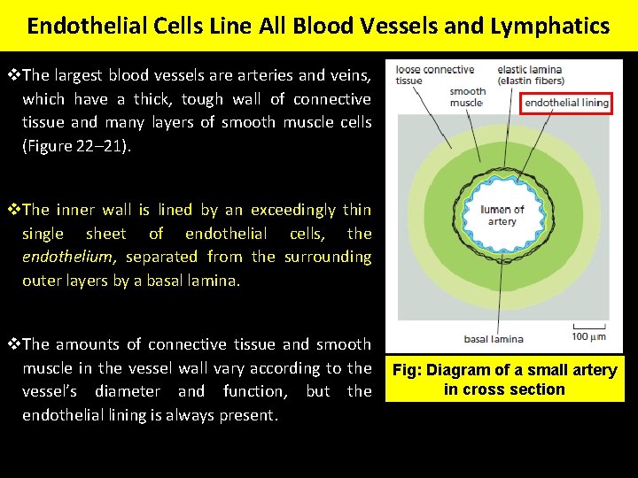 Endothelial Cells Line All Blood Vessels and Lymphatics v. The largest blood vessels are