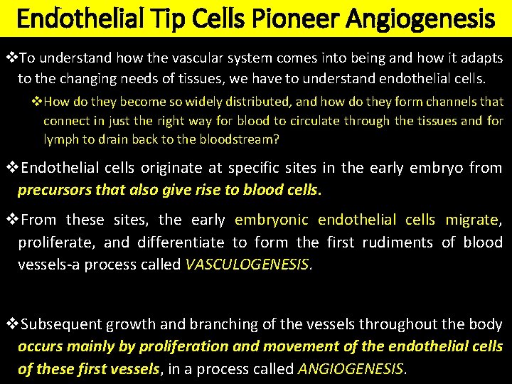 Endothelial Tip Cells Pioneer Angiogenesis v. To understand how the vascular system comes into
