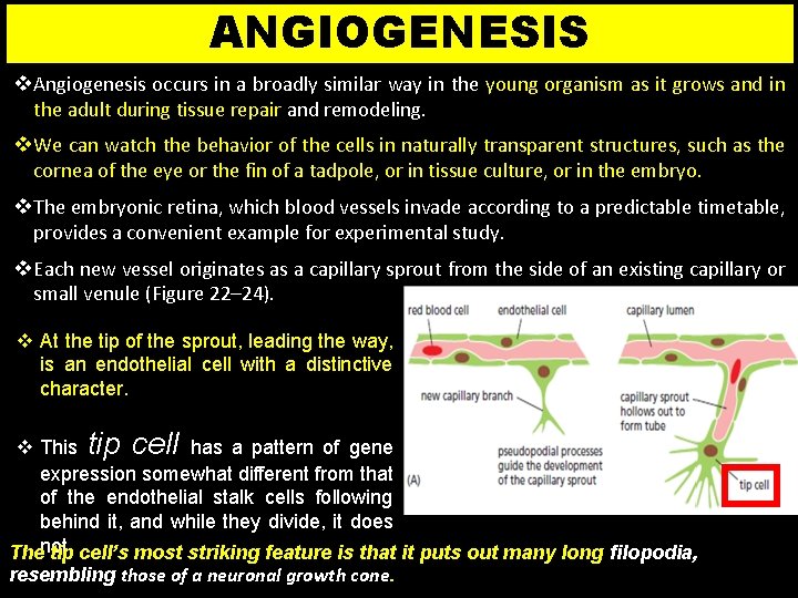 ANGIOGENESIS v Angiogenesis occurs in a broadly similar way in the young organism as