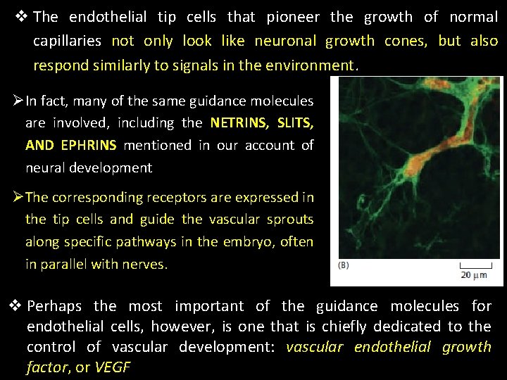 v The endothelial tip cells that pioneer the growth of normal capillaries not only