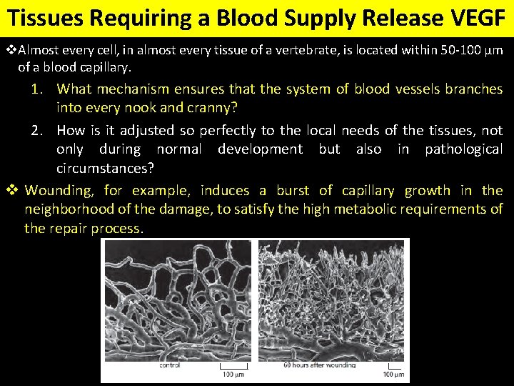 Tissues Requiring a Blood Supply Release VEGF v. Almost every cell, in almost every