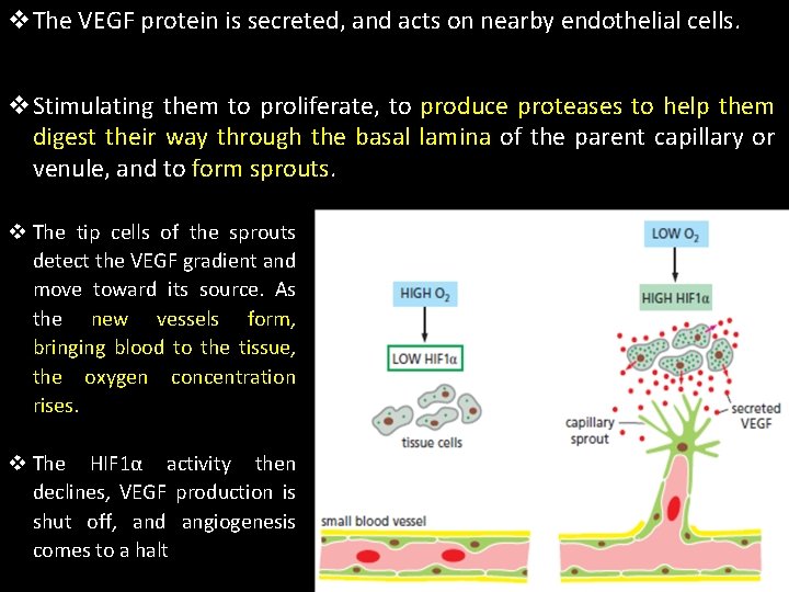 v. The VEGF protein is secreted, and acts on nearby endothelial cells. v. Stimulating