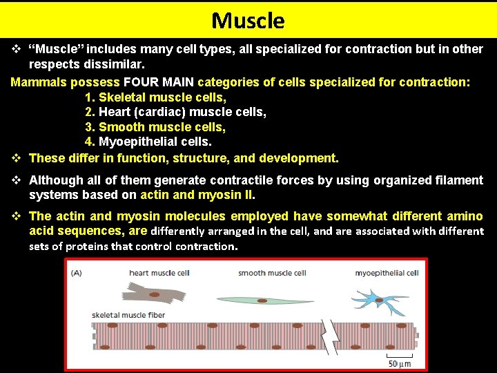 Muscle v “Muscle” includes many cell types, all specialized for contraction but in other