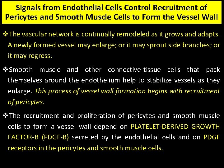 Signals from Endothelial Cells Control Recruitment of Pericytes and Smooth Muscle Cells to Form