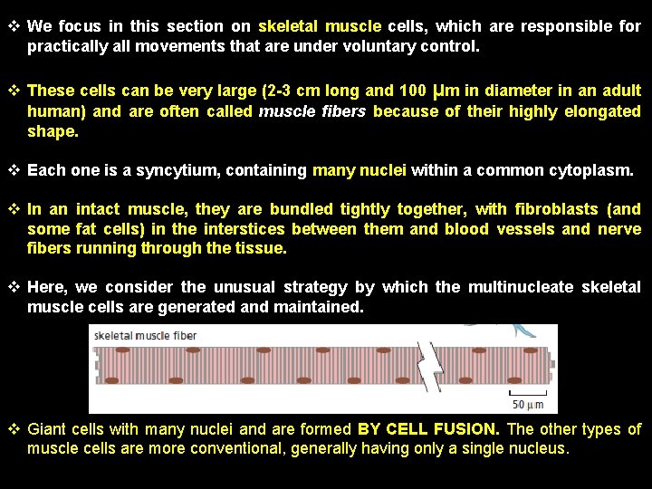 v We focus in this section on skeletal muscle cells, which are responsible for