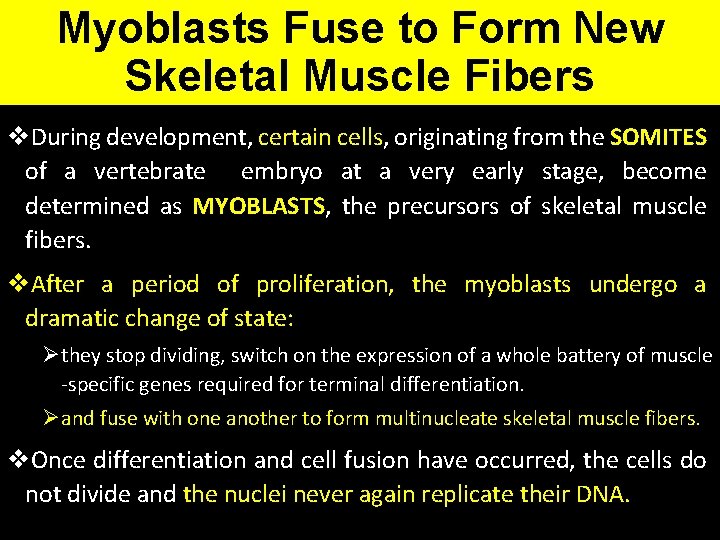 Myoblasts Fuse to Form New Skeletal Muscle Fibers v. During development, certain cells, originating