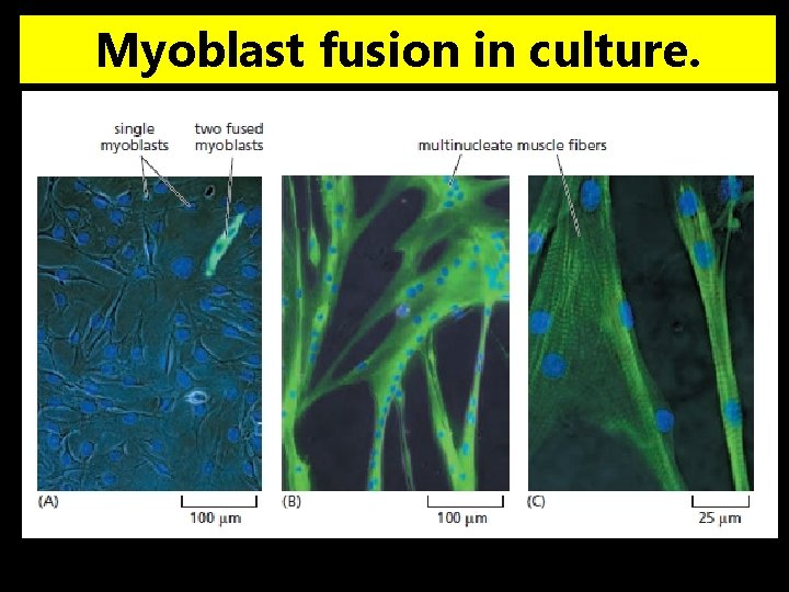 Myoblast fusion in culture. 