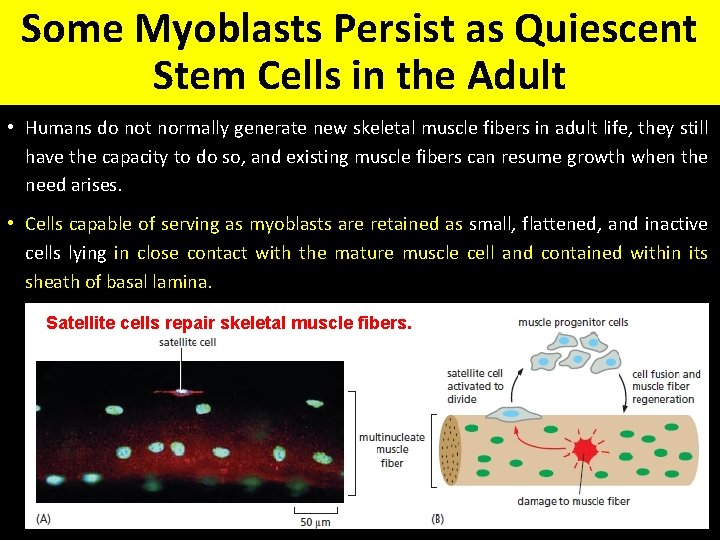 Some Myoblasts Persist as Quiescent Stem Cells in the Adult • Humans do not