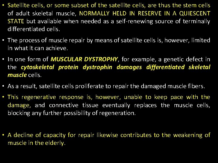  • Satellite cells, or some subset of the satellite cells, are thus the