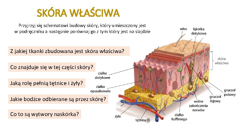 Budowa i funkcje skry Na lekcji dowiesz si