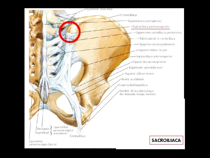 SACROILIACA 