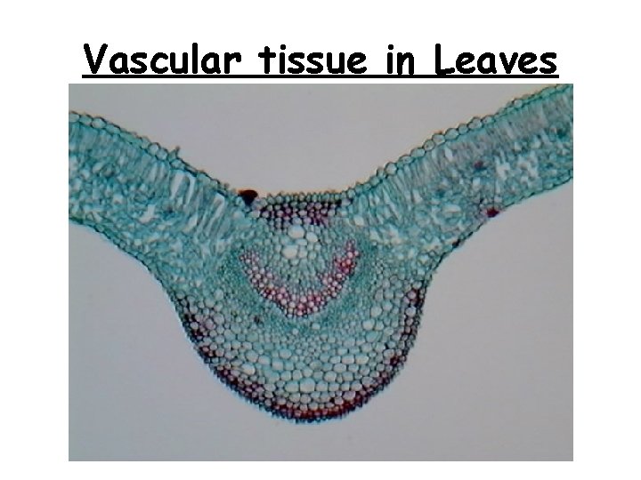 Vascular tissue in Leaves 