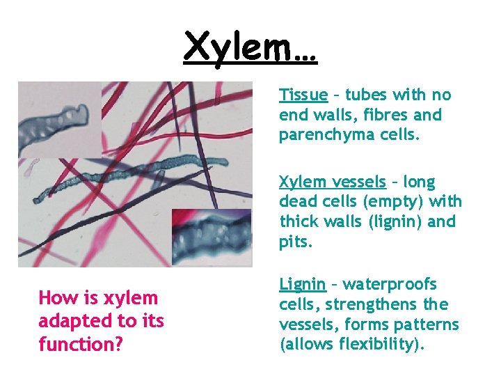 Xylem… Tissue – tubes with no end walls, fibres and parenchyma cells. Xylem vessels