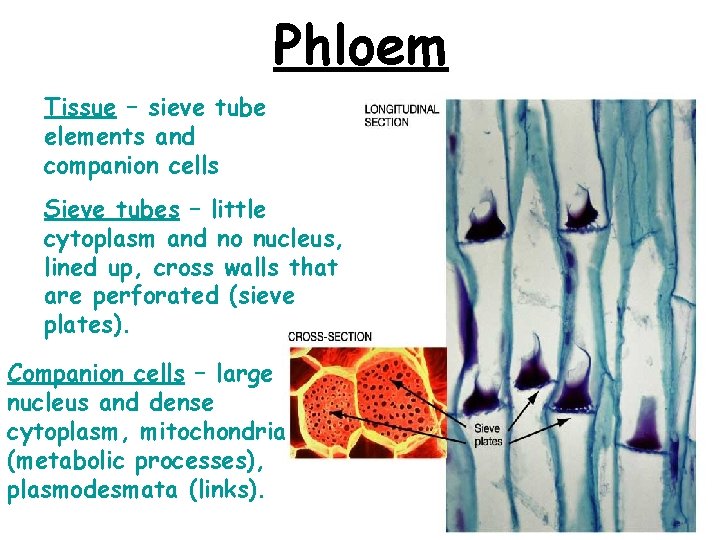 Phloem Tissue – sieve tube elements and companion cells Sieve tubes – little cytoplasm