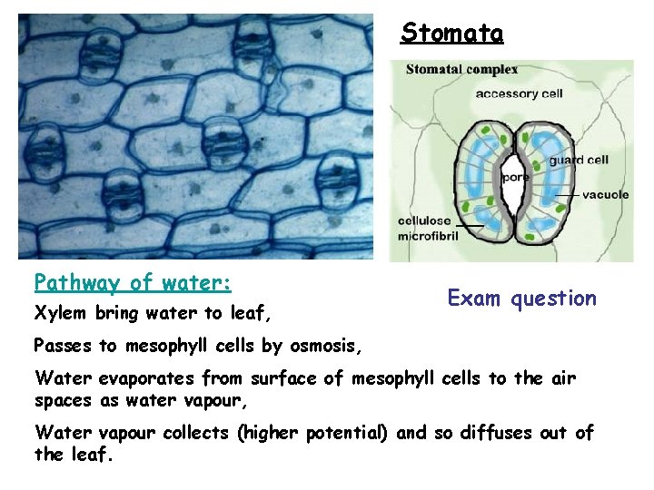 Stomata Pathway of water: Xylem bring water to leaf, Exam question Passes to mesophyll