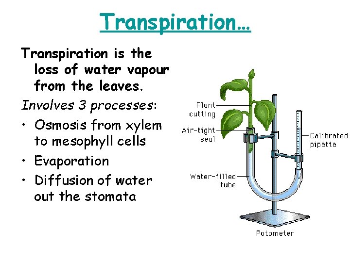 Transpiration… Transpiration is the loss of water vapour from the leaves. Involves 3 processes:
