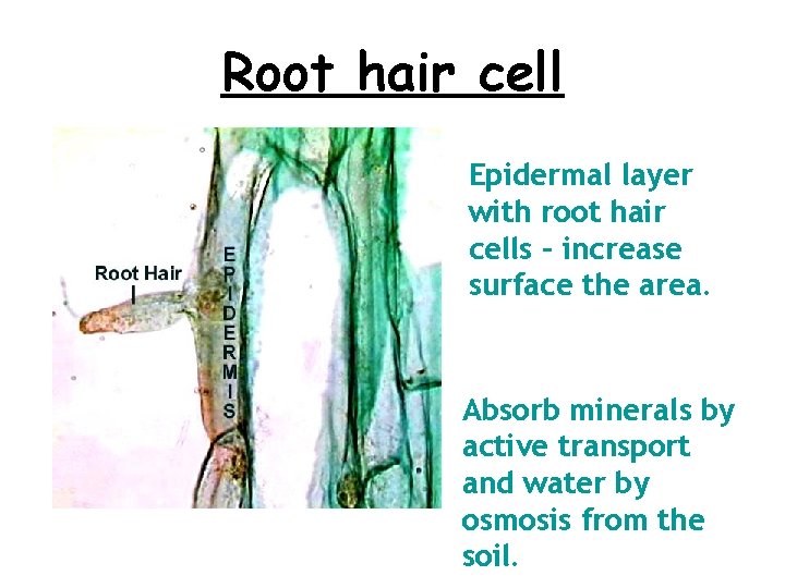 Root hair cell Epidermal layer with root hair cells – increase surface the area.
