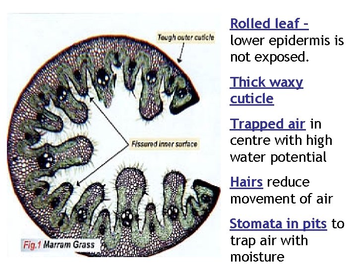 Rolled leaf – lower epidermis is not exposed. Thick waxy cuticle Trapped air in