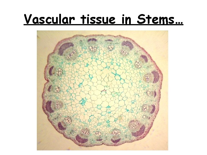 Vascular tissue in Stems… 