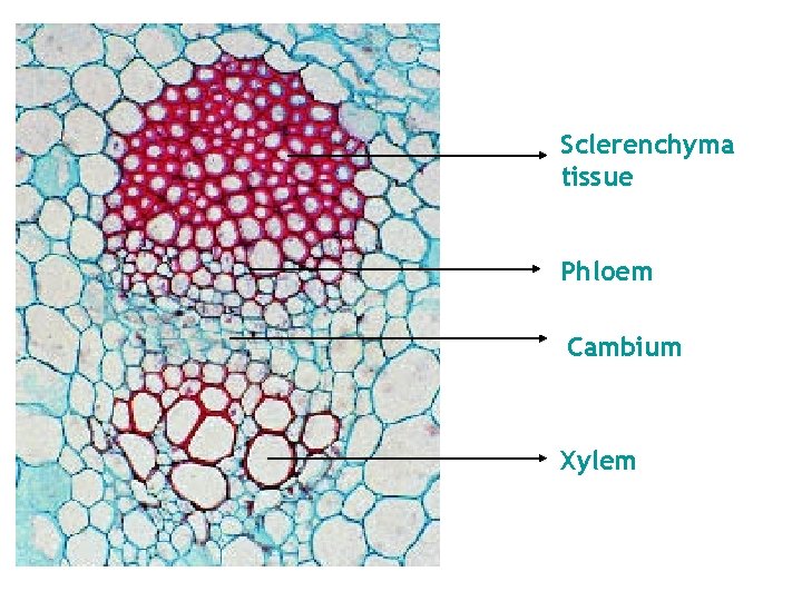 Sclerenchyma tissue Phloem Cambium Xylem 