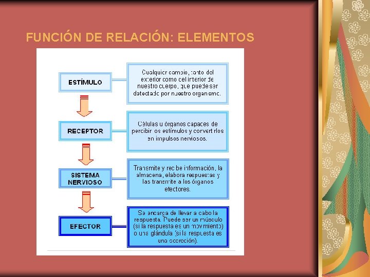 FUNCIÓN DE RELACIÓN: ELEMENTOS 